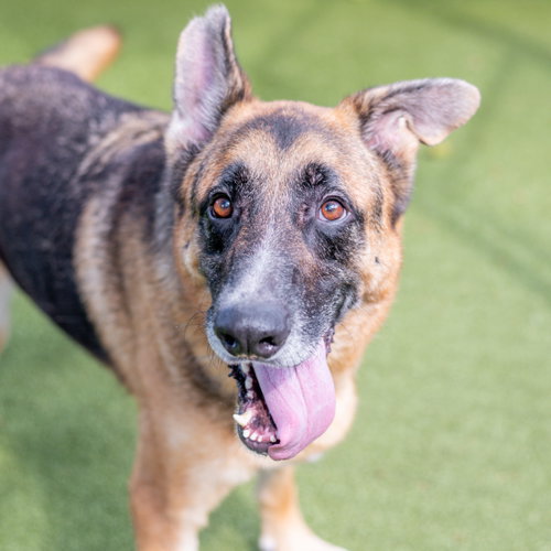 Toby, a dog for adoption from Hilton Head Humane Association