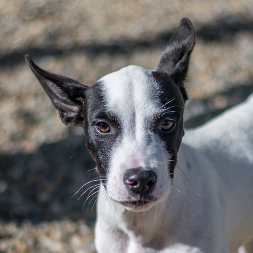 Bob, a dog for adoption from Hilton Head Humane Association