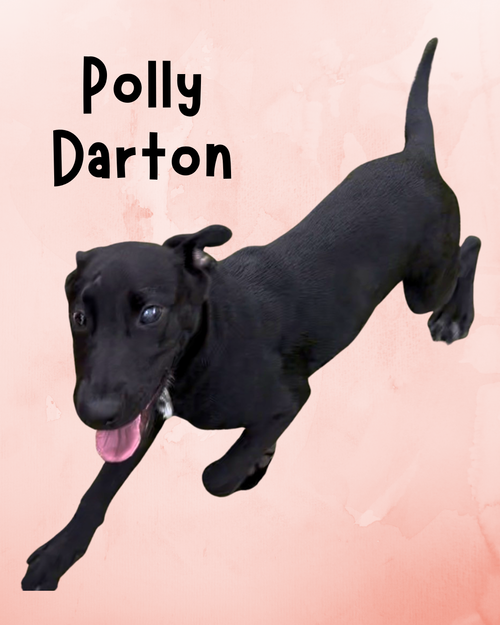 Polly Darton, a dog for adoption from Hilton Head Humane Association