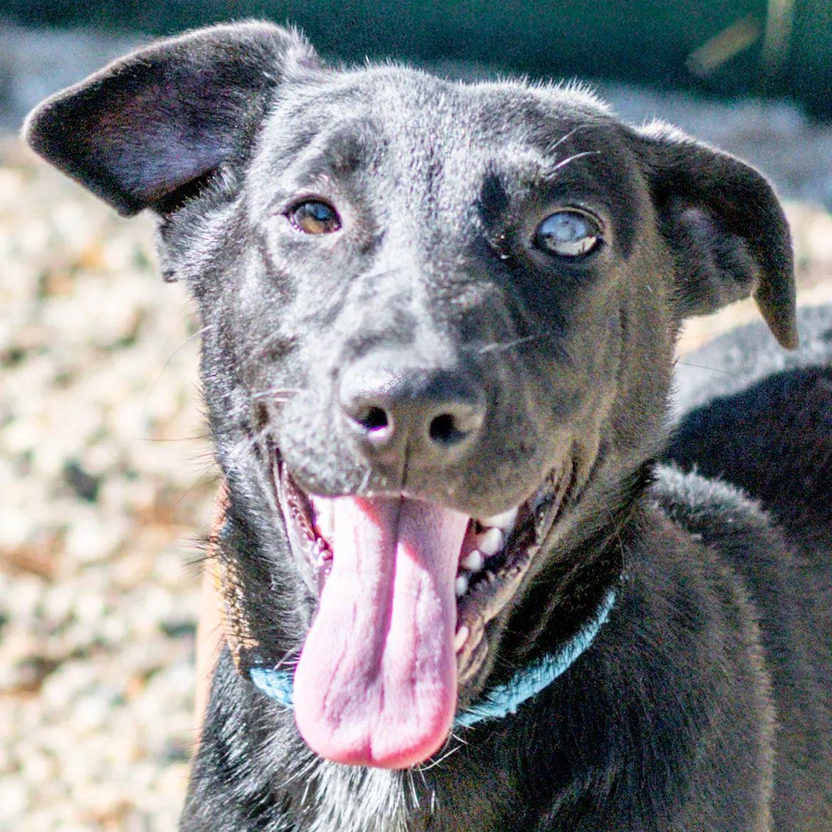 Polly Darton - Labrador Retriever