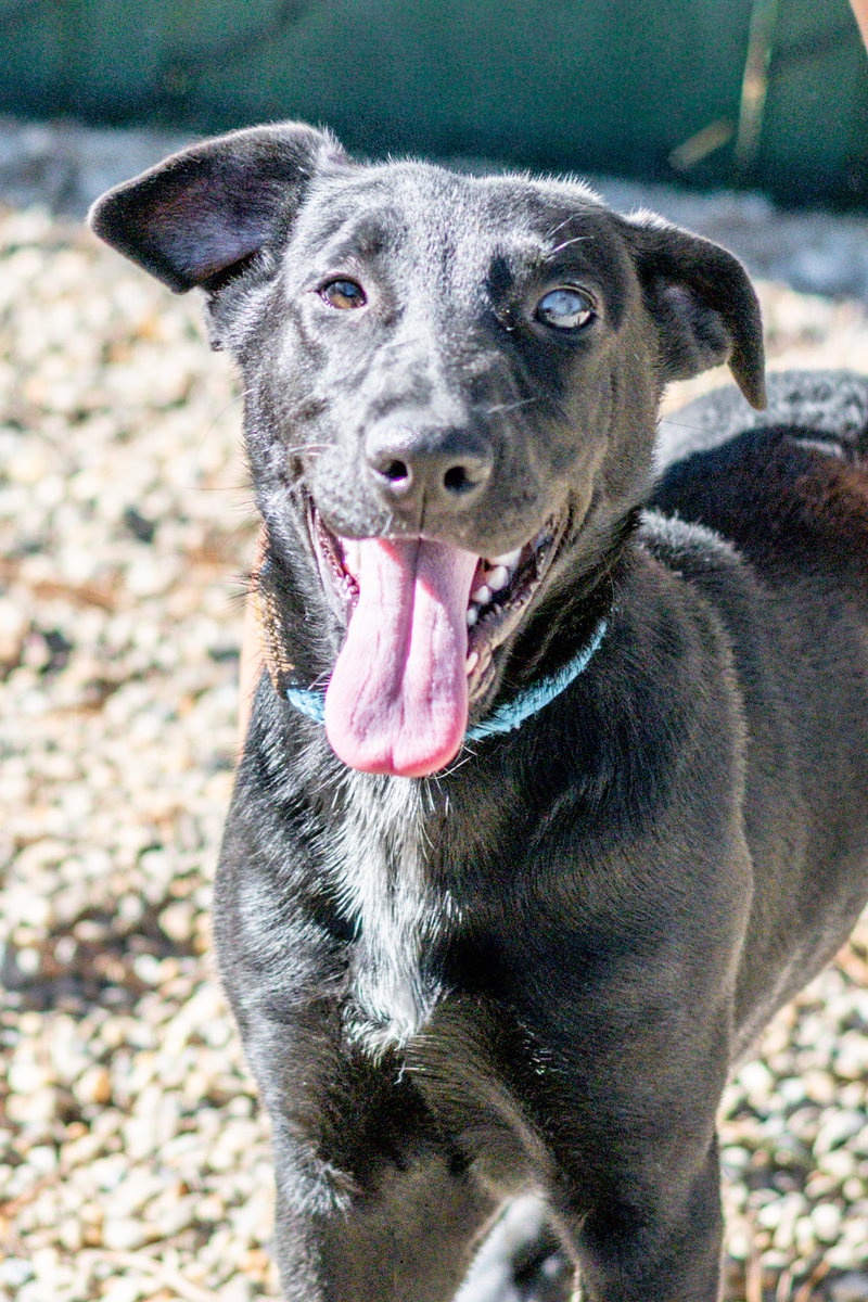 Polly Darton, an adoptable Labrador Retriever / Mixed (short coat)
