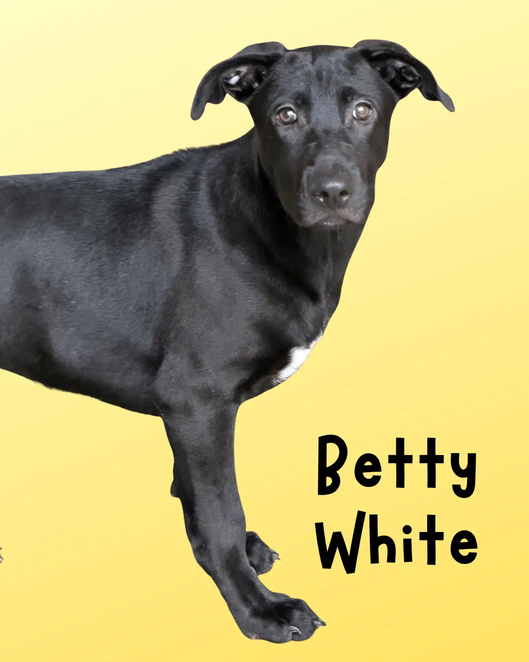 Betty White - Labrador Retriever