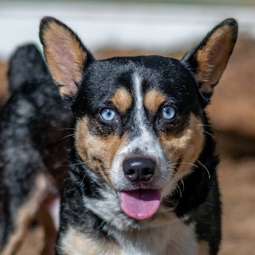 Nubbi, a dog for adoption from Hilton Head Humane Association