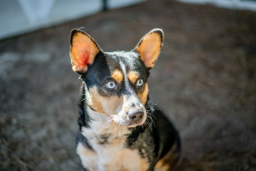 Photo 2 of Nubbi