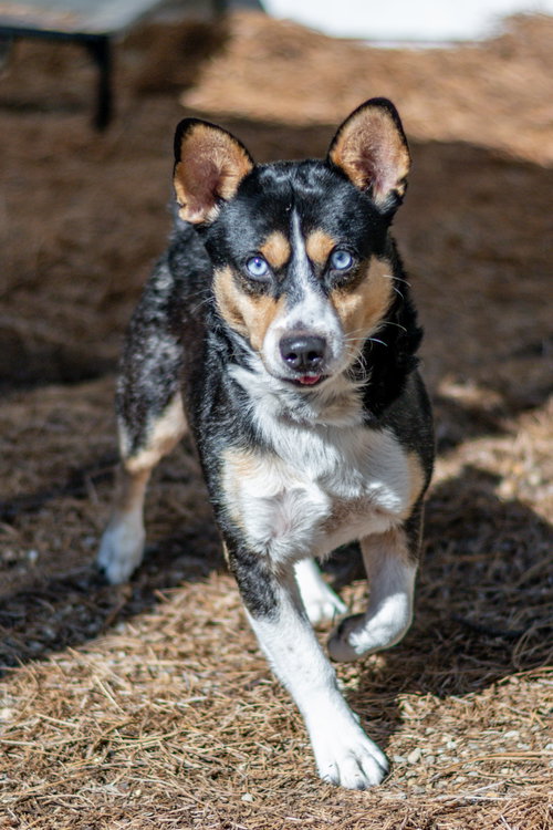 Photo 4 of Nubbi