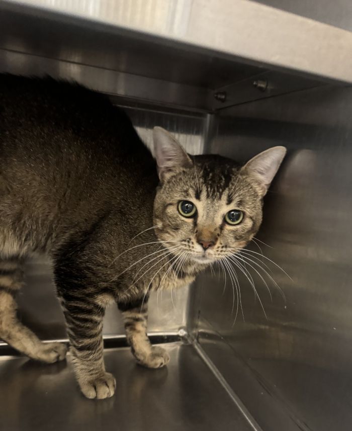 Vespertilio, Domestic Short Hair