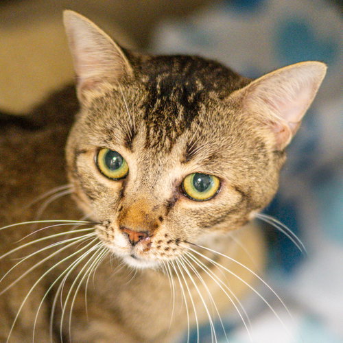 Vespertilio, a cat for adoption from Hilton Head Humane Association