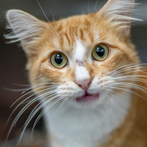 Fanta, a cat for adoption from Hilton Head Humane Association