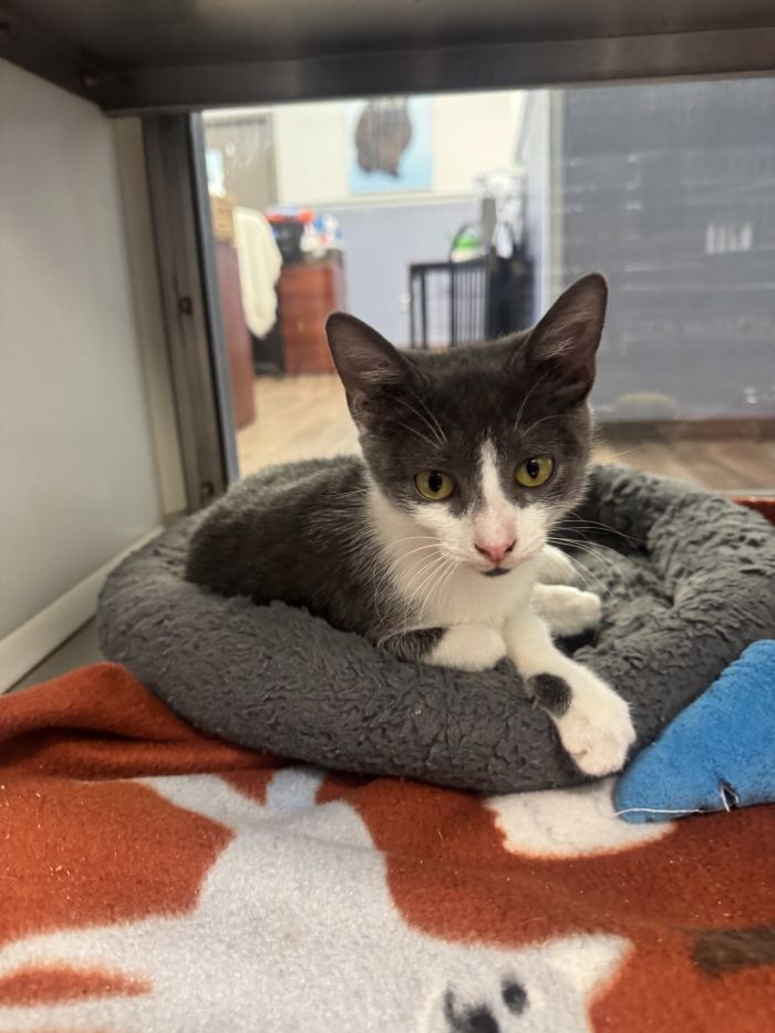 Argentina, Domestic Short Hair