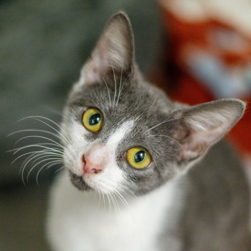 Argentina, a cat for adoption from Hilton Head Humane Association