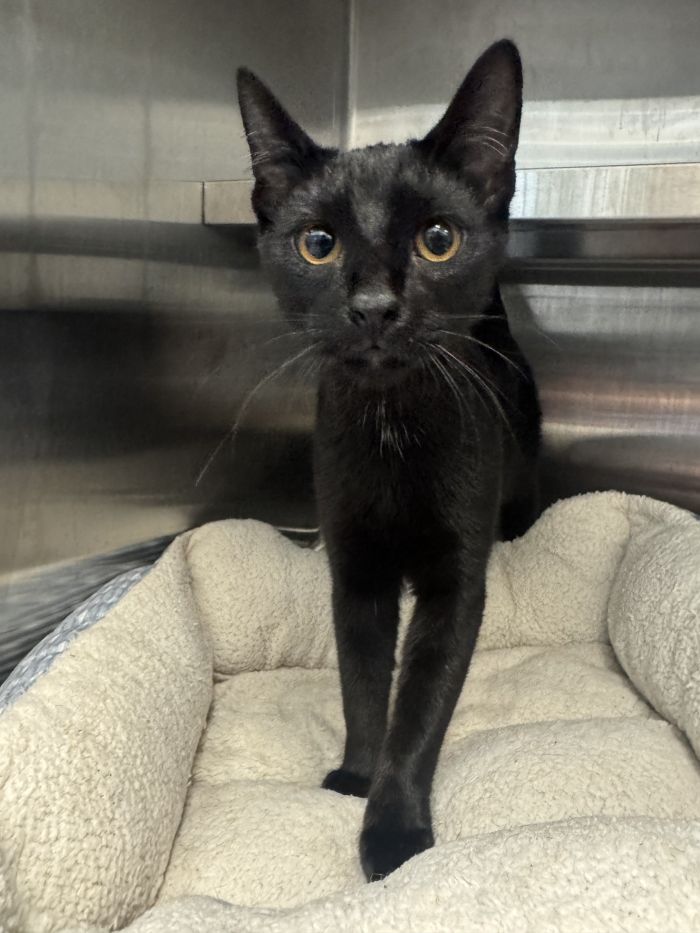 Pepper, Domestic Short Hair