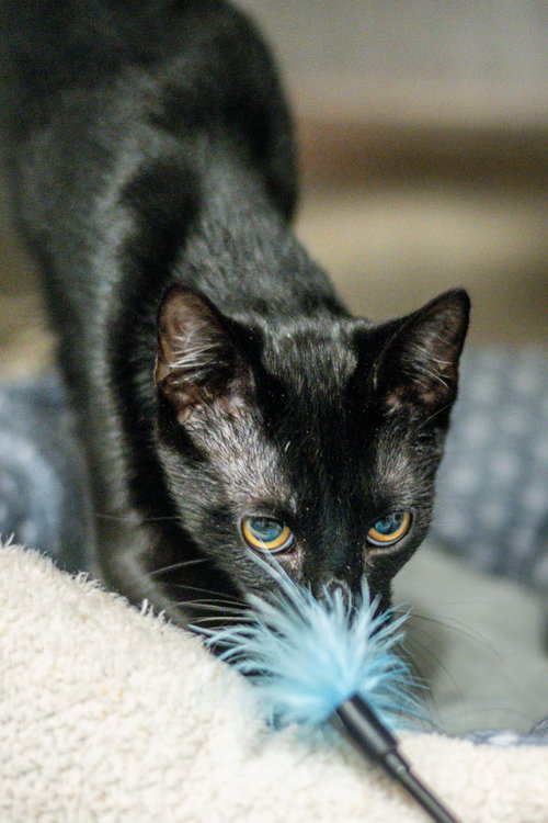 Photo 3 of Pepper