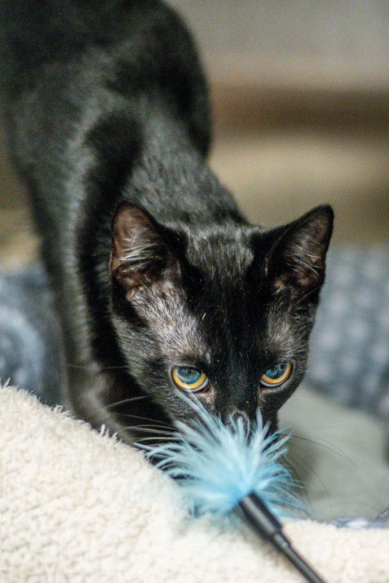 Pepper, photo 3