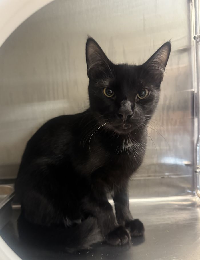 Wasabi, Domestic Short Hair