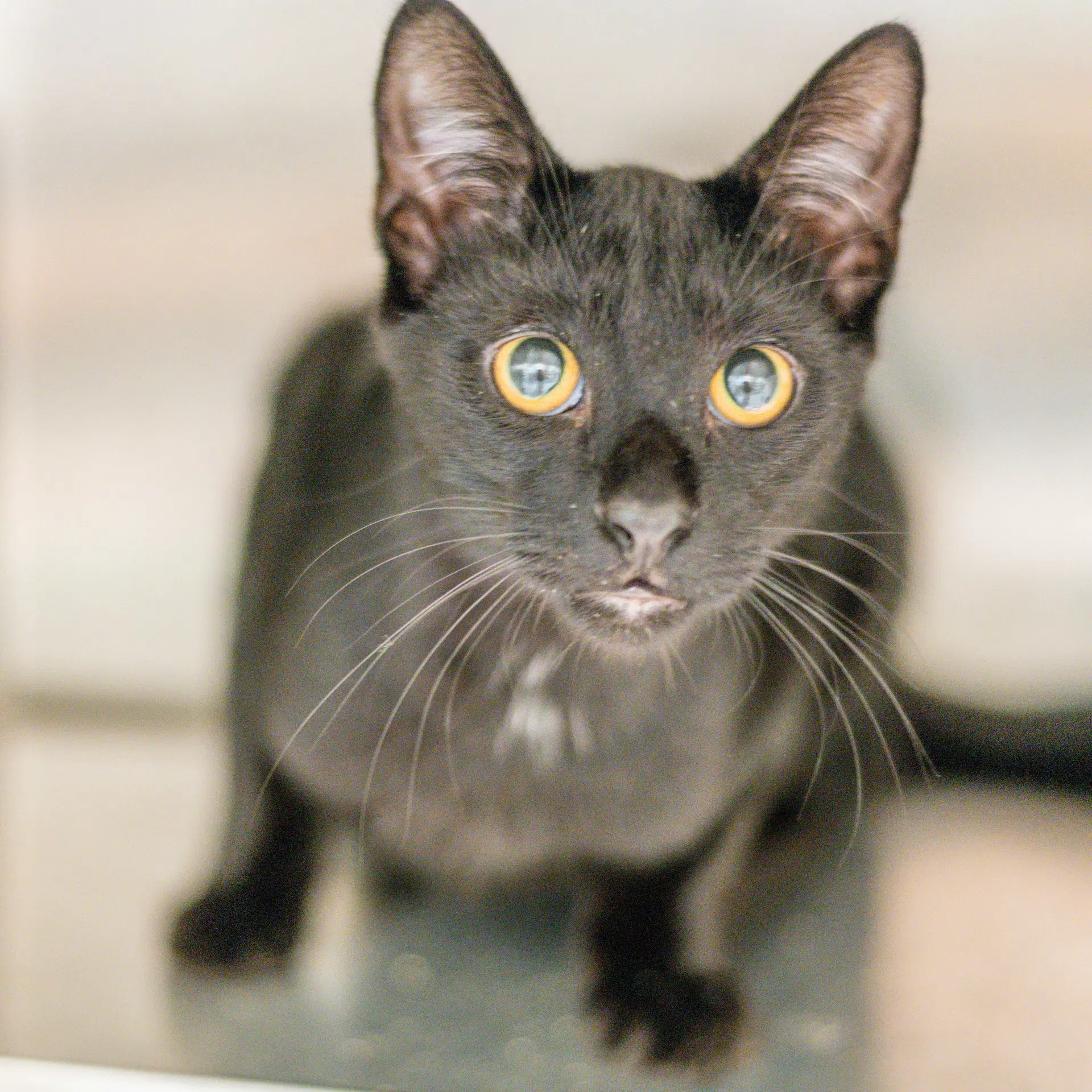 Wasabi - Domestic Short Hair