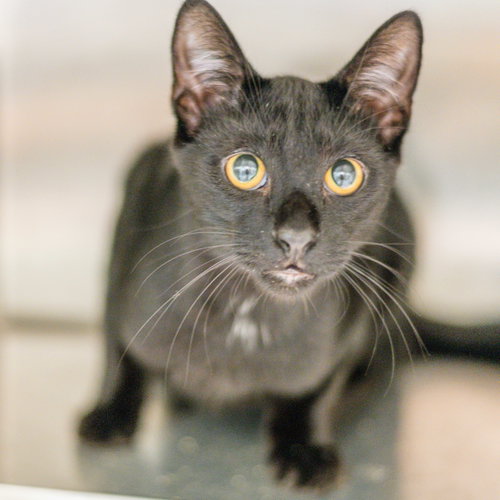 Wasabi, a cat for adoption from Hilton Head Humane Association