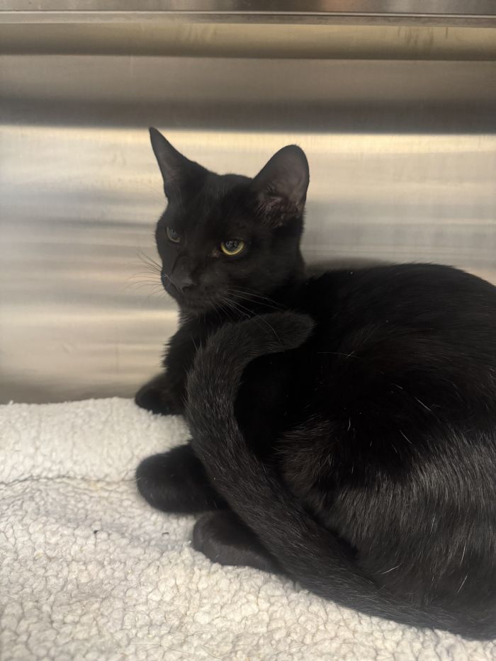 Pickles, Domestic Short Hair