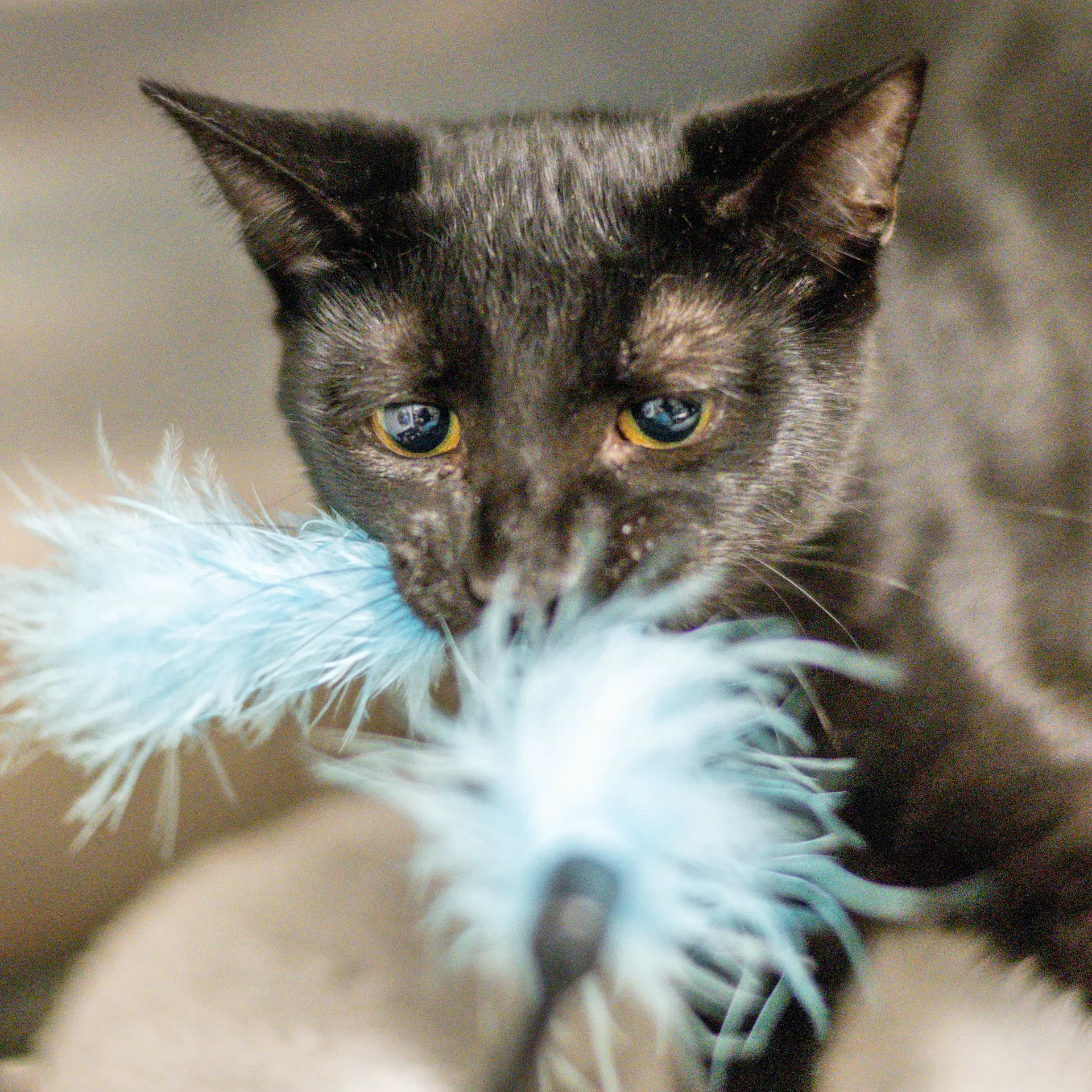 Pickles - Domestic Short Hair