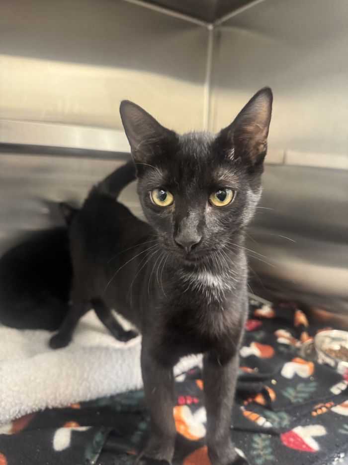 Basil, Domestic Short Hair