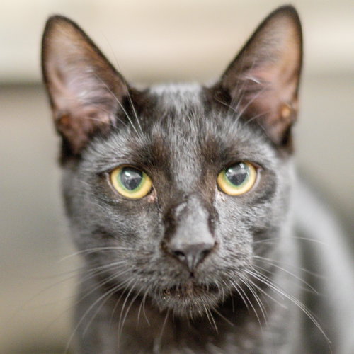 Basil, a cat for adoption from Hilton Head Humane Association