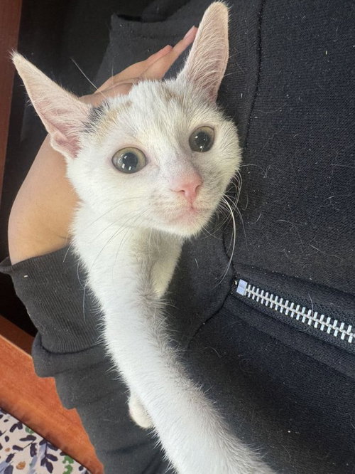 Callista, a cat for adoption from Hilton Head Humane Association