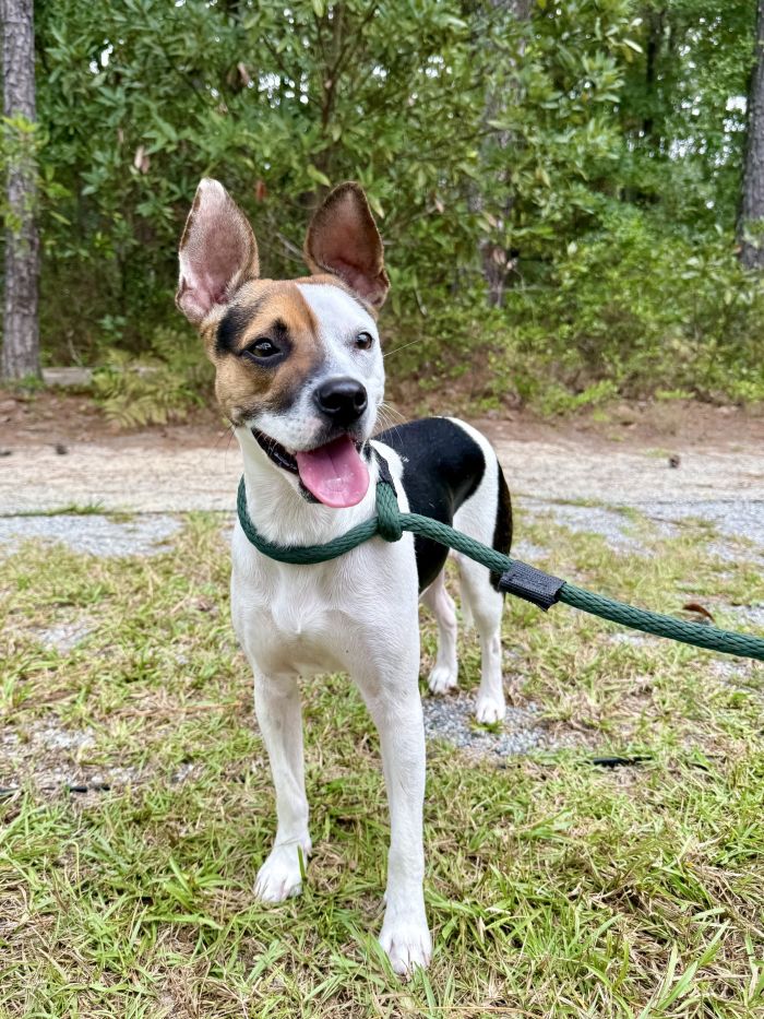 Jack, Rat Terrier