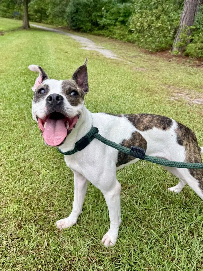 Shenzi - Boston Terrier