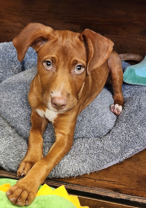 Suzie, a dog for adoption from Hilton Head Humane Association