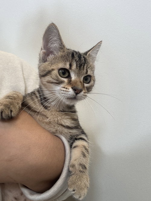 Ritter, a cat for adoption from Hilton Head Humane Association