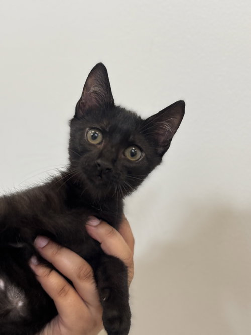 Tyson, a cat for adoption from Hilton Head Humane Association