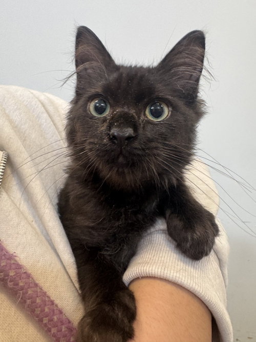 Kade, a cat for adoption from Hilton Head Humane Association