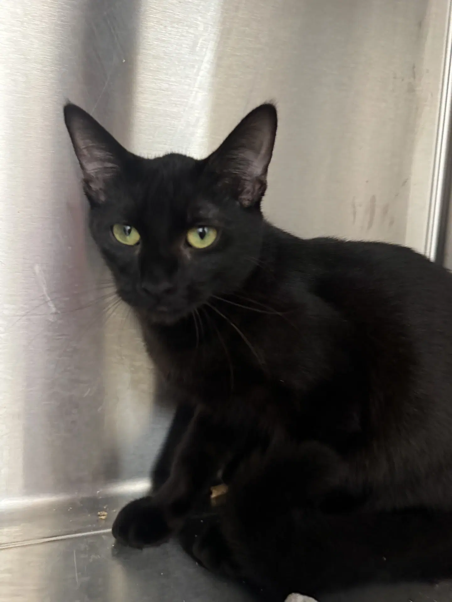 Dew Drop - Domestic Short Hair
