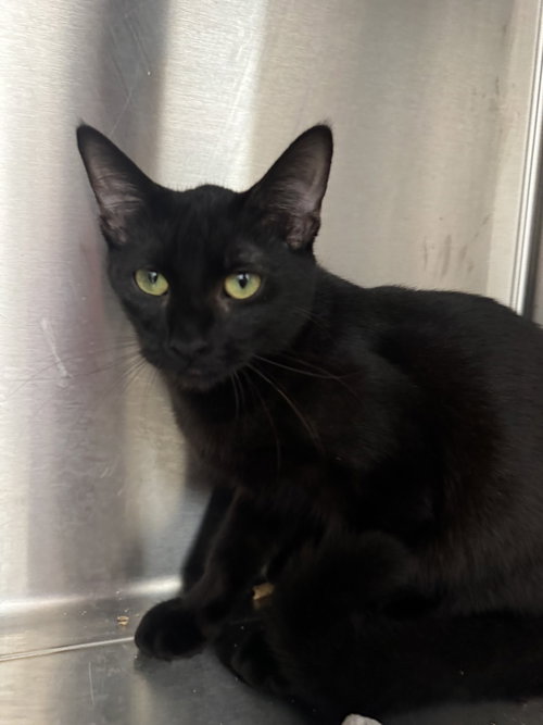 Dew Drop, a cat for adoption from Hilton Head Humane Association