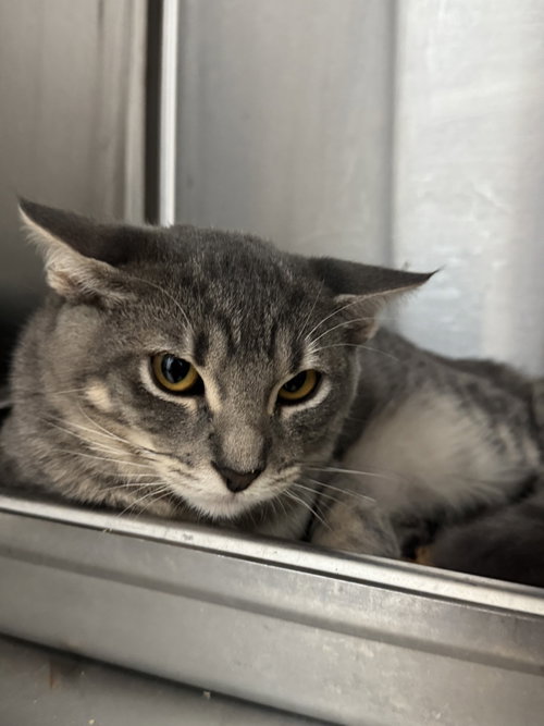 Stewie, a cat for adoption from Hilton Head Humane Association