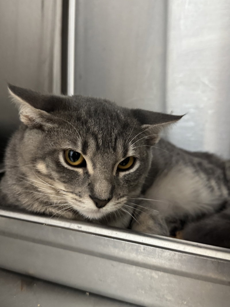 Stewie, an adoptable Domestic Short Hair / Mixed (short coat)