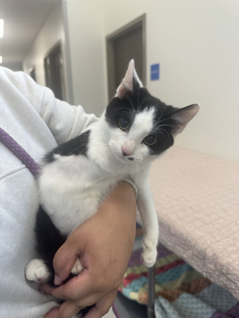 Nemew, an adoptable Domestic Short Hair / Mixed (short coat)