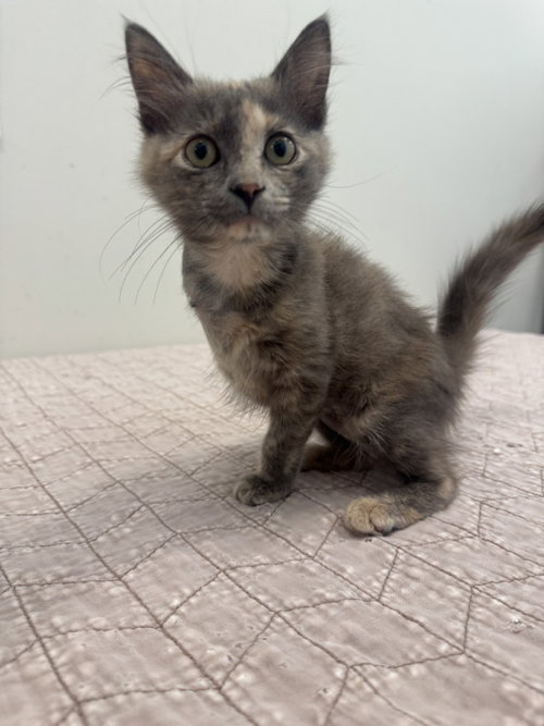 Eileen, a cat for adoption from Hilton Head Humane Association