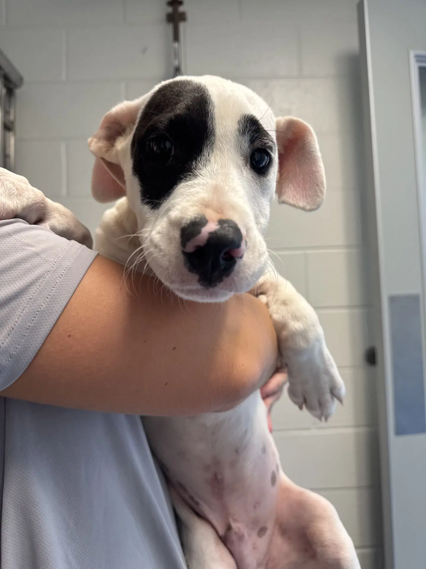 Quincy - Terrier