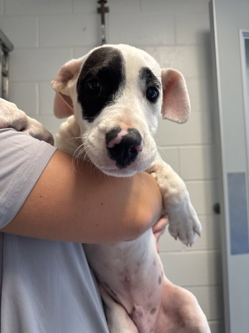 Quincy, a dog for adoption from Hilton Head Humane Association