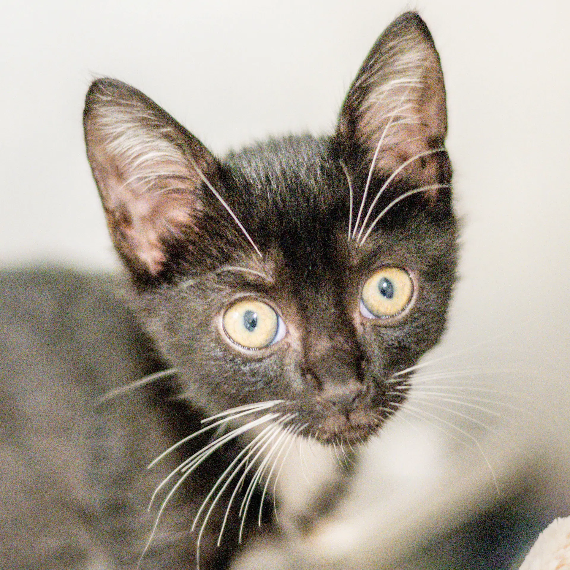 Randy - Domestic Short Hair
