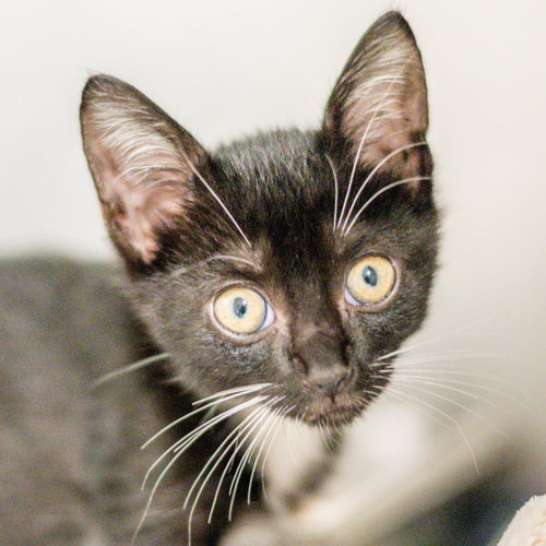 Randy, a cat for adoption from Hilton Head Humane Association