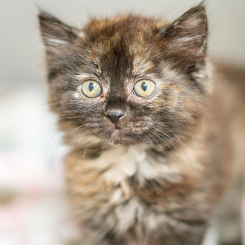 Truffles, a cat for adoption from Hilton Head Humane Association