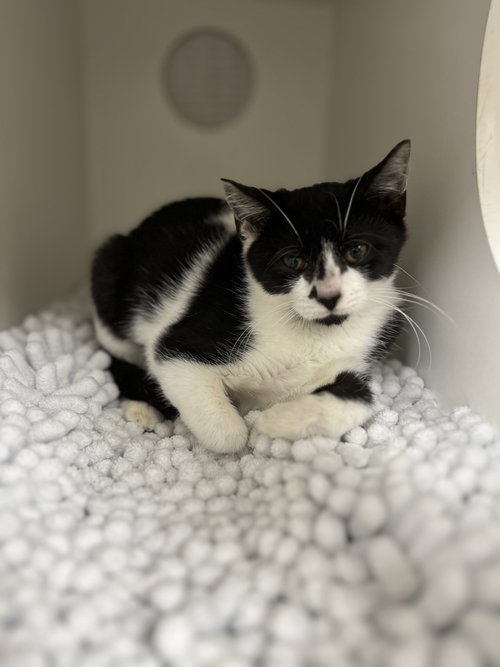 Hattie, a cat for adoption from Hilton Head Humane Association