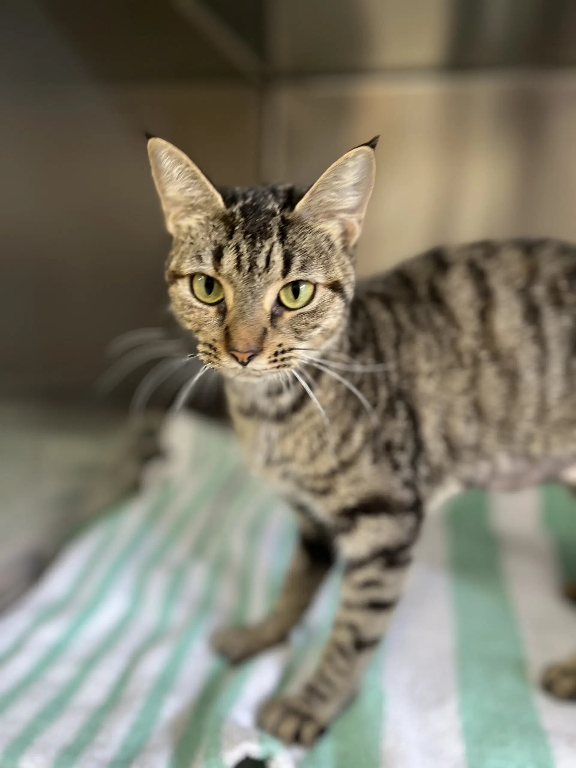 Helen - Domestic Short Hair
