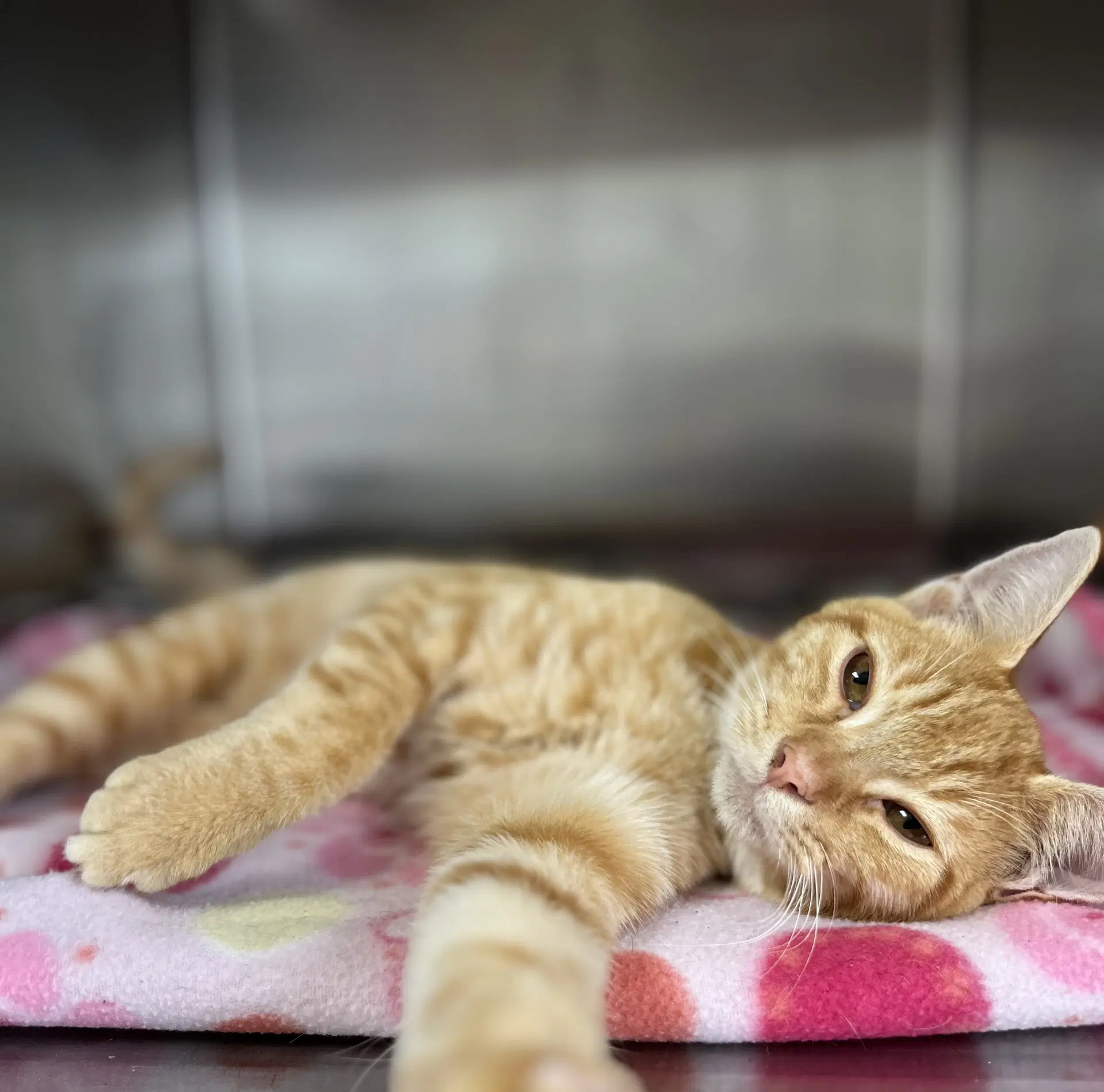 Dash - Domestic Short Hair
