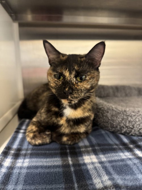 Butterscotch, a cat for adoption from Hilton Head Humane Association