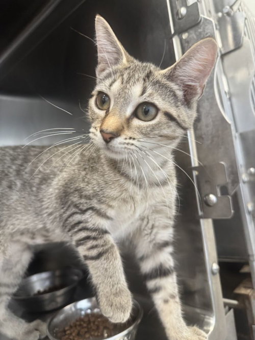 Nillie, a cat for adoption from Hilton Head Humane Association