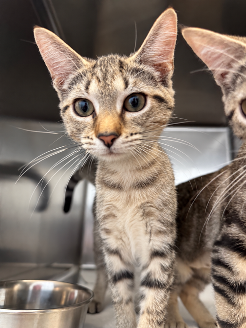 Nilla, a cat for adoption from Hilton Head Humane Association
