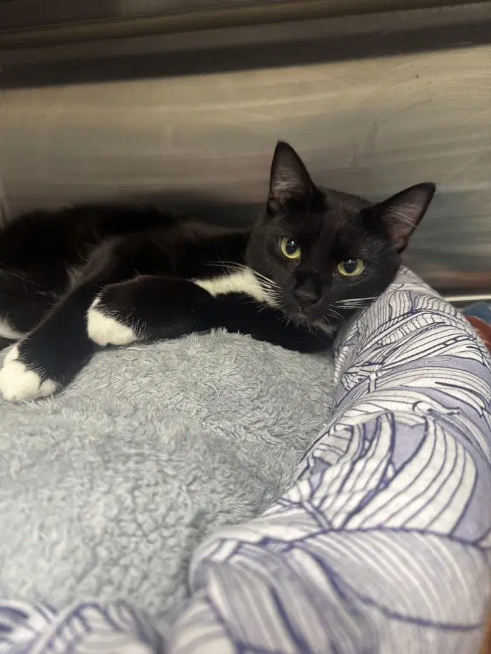 Yuno - Domestic Short Hair