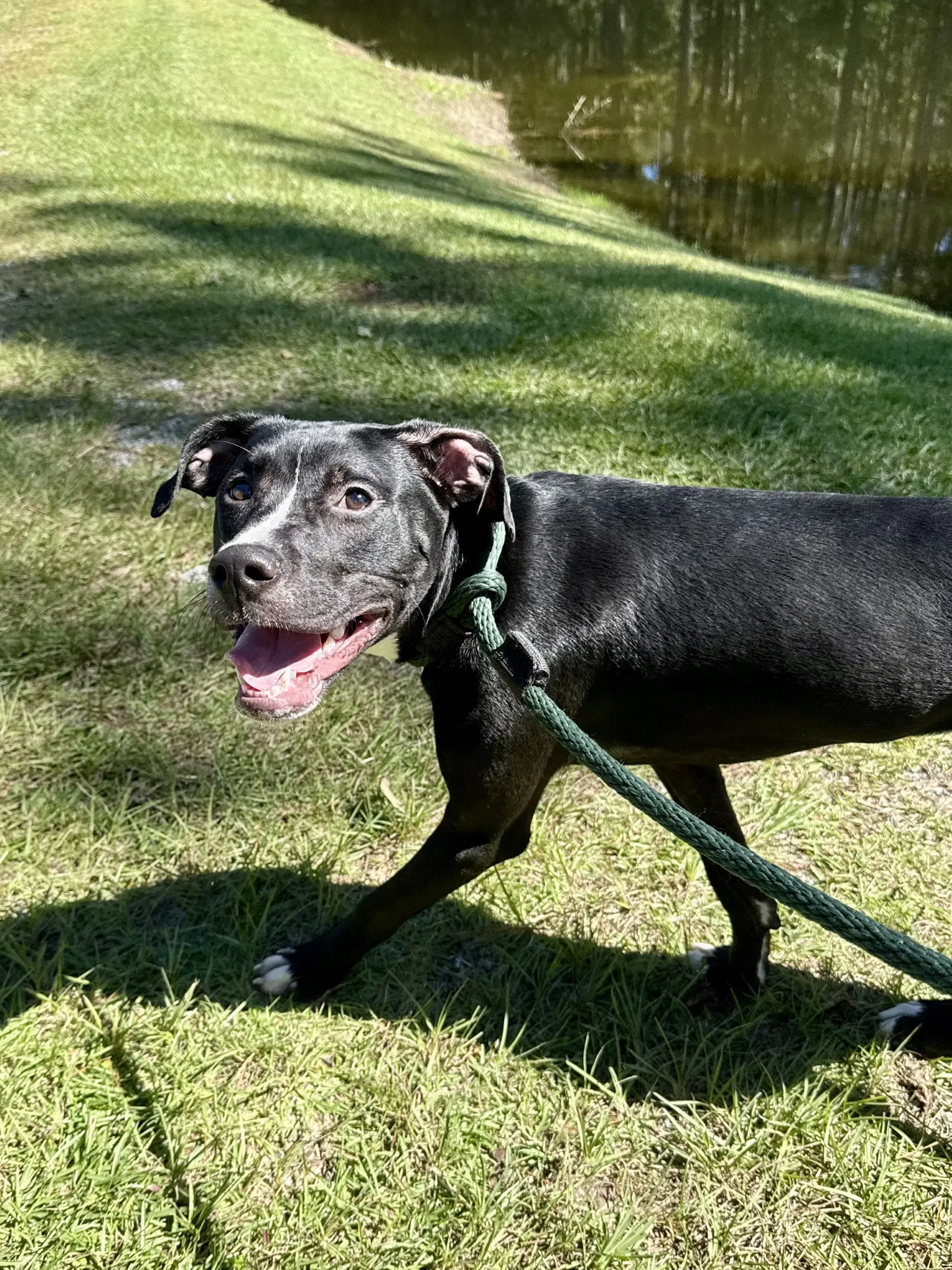 Cipher - Labrador Retriever